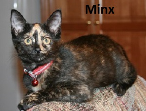 photo of Minx, a calico cat