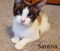 Sarena, a Siamese cat